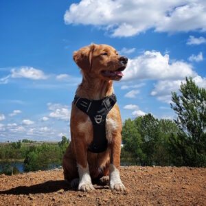 Pryma, szkolenie psów, behawiorystka